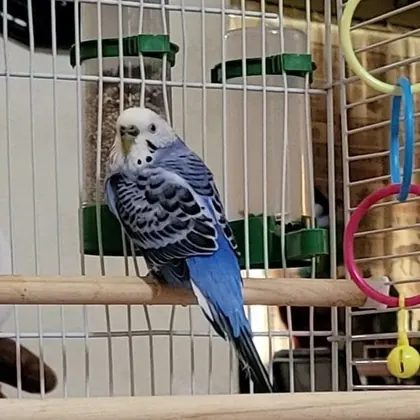 Pet Shoppe, business photo 4